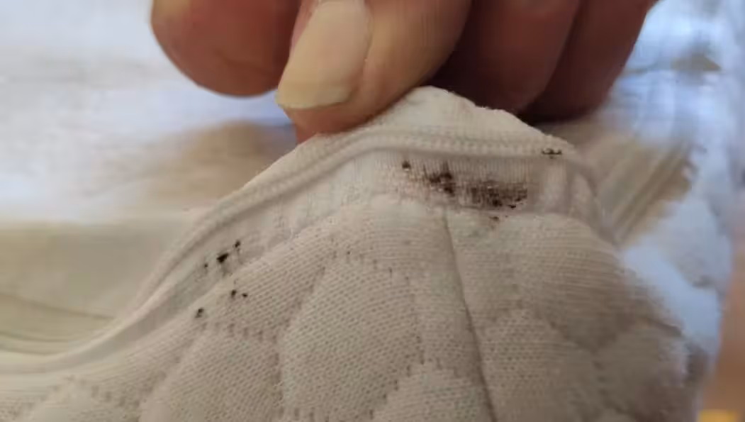 Déjection punaise de lit 