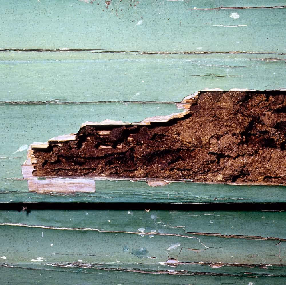 Bois rongé par les termites 