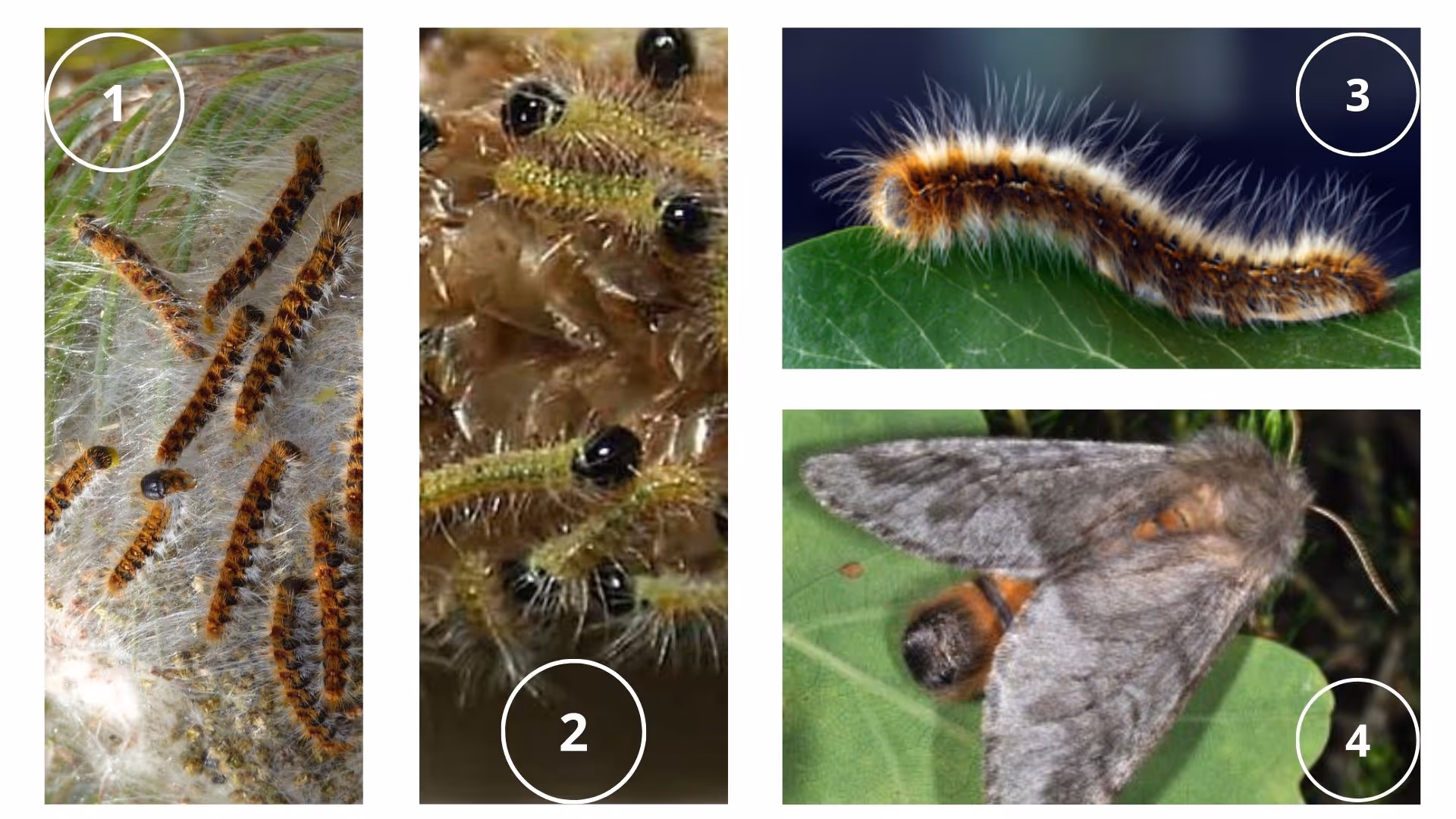 évolution des larves de chenilles
