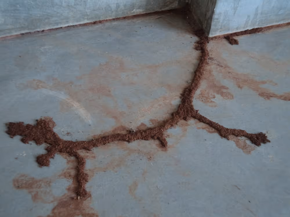 Tunnel de termites 