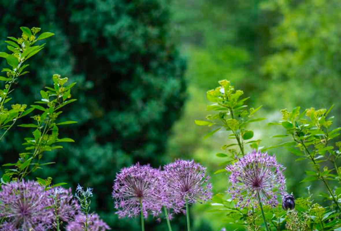 Nuisibles et assurance habitation : quelle indemnisation ?