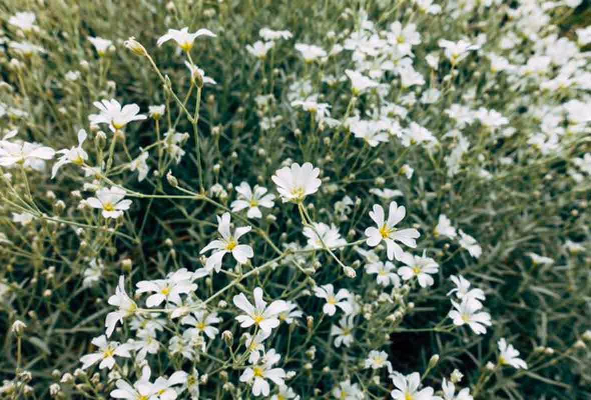 L'obligation de débroussaillage