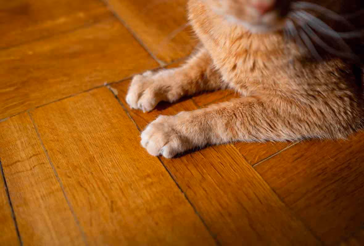 Puces de parquet : comment s'en débarrasser ?